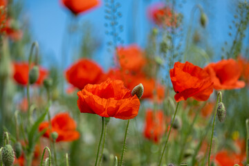 Fototapeta premium Red Poppy Flowers in wild nature on blue sky background, close-up. Beautiful wildflowers on green field in full bloom against sunlight. Wind sways poppies. Concept of Memorial Day, beauty of nature