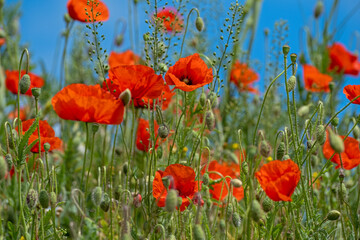 Red Poppy Flowers in wild nature on blue sky background, close-up. Beautiful wildflowers on green field in full bloom against sunlight. Wind sways poppies. Concept of Memorial Day, beauty of nature