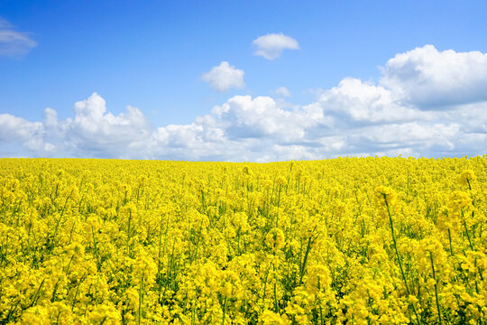 Winter Rapeseed Field Blooming During Spring