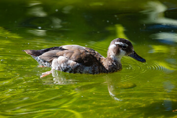 White-cheeked pintail duck. Bird and birds. Water world and fauna. Wildlife and zoology.