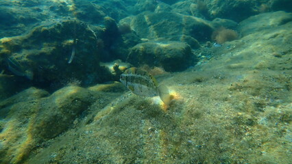 Rivulated rabbitfish or marbled spinefoot, surf parrotfish (Siganus rivulatus) undersea, Aegean Sea, Greece, Syros island