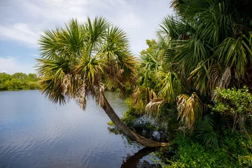 Foto op Plexiglas Sabal Palm on water © Stefan