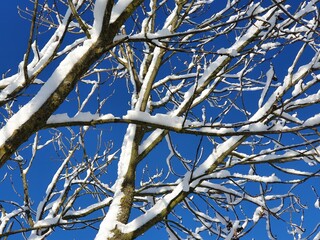 Tree branches covered with snow, on a background of blue sky, close up
