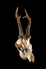 Skull of a European roe deer (Capreolus capreolus). Photo on a black background.  © ukasz