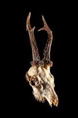 Fototapeten Skull of a European roe deer (Capreolus capreolus). Photo on a black background.  © ukasz