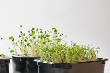microgreens of radish, peas and watercress in black containers