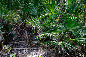 Naklejka premium Saw Palms