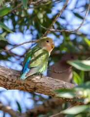 Rosy-faced Lovebird, Namibia