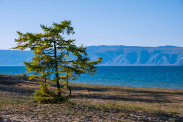 Fototapeta na wymiar Landscape with green tree near lake Baikal at Olkhon island in September, Siberia, Russia
