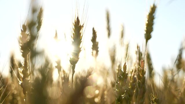 4k slow motion 4k stock video footage of ripening yellow ears of wheat or rye growing in sunny sunset field. Abstract natural background