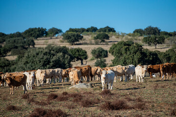 Obraz premium PORTUGAL ALENTEJO PORTEL