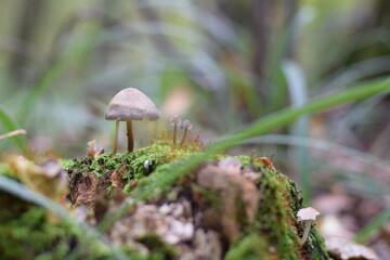 Miniature mushroom on a stump in lem=su close-up