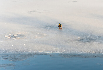 Fototapeta premium a duck walks on the thin ice of a frozen freshwater river