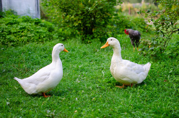 two white geese in a garden