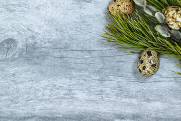 Easter background. A branch of a green pine and pussy willow with quail eggs in the upper right corner on a light wood background.