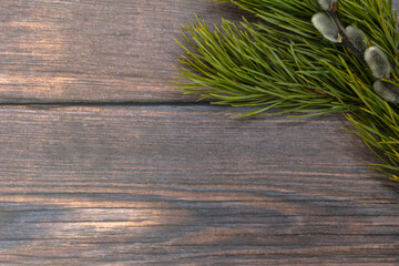 Easter background. A branch of green pine and pussy willow in the upper right corner on a dark wood background.