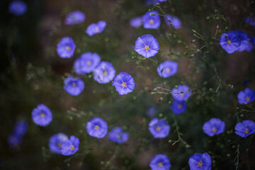 Above little purple flowers