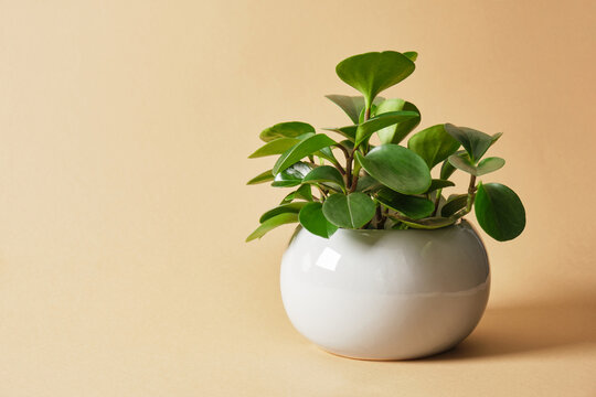 houseplant peperomia in grey pot on light brown background
