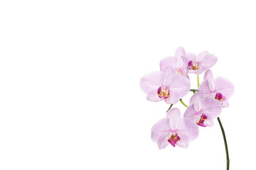 Fototapeta na wymiar Pink orchid branch on a white background.