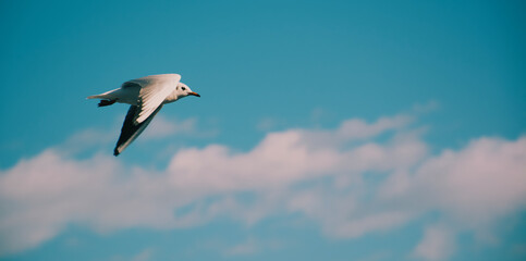 seagull in flight