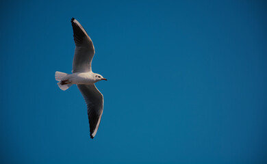 seagull in flight