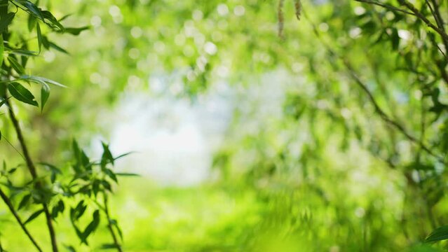Sunny green bright spring or spring 4k video landscape. Natural organic leafy frame formed by foliage and branches of trees isolated at blurry river water and wild plants and grass bokeh background