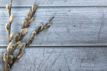 Easter background. Willow branches on the left on a blue wood background.