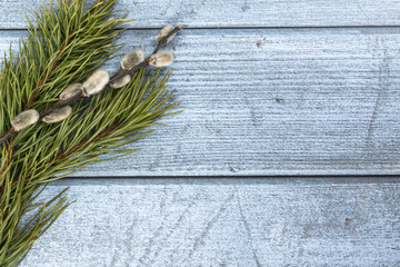 Easter background. Willow branch and pine on the left on a blue wood background.