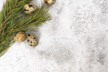 Easter background. Pine branch and quail eggs on the left.