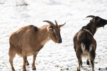 Rescued goats in a vegan friendly sanctuary farm. Kozi pelisek, In the Czech Republic