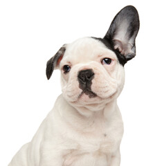 Portrait of a French bulldog puppy with a raised ear
