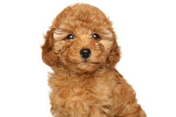 Happy puppy of a toy poodle on a white background - 483818499