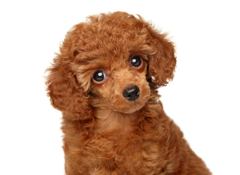 Close-up of a red toy poodle puppy