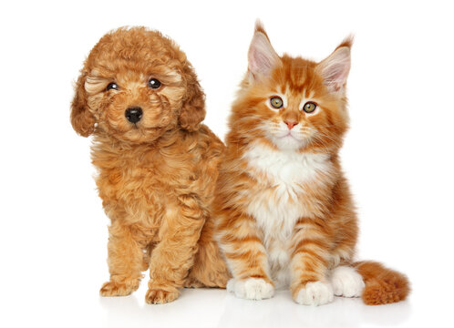 Puppy and kitten on a white background