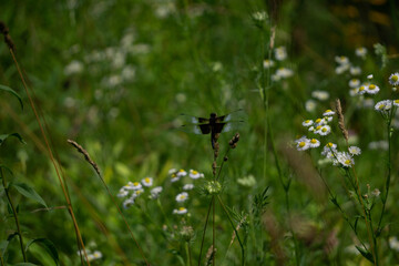 Dragonfly perched on grass stalk in green meadow