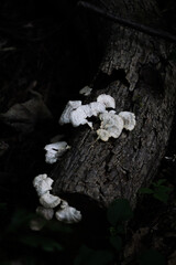 White mushroom on log 