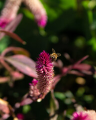 Close up of bee on pink and white flower
