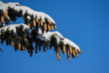 fir tree in winter
