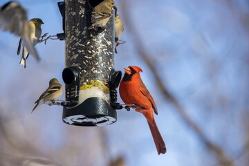 Backyard birds at feeder in winter, Northern Cardinal , American goldfinch and black-capped chickadee - obrazy, fototapety, plakaty