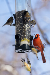 Backyard birds at feeder in winter, Northern Cardinal , American goldfinch and black-capped...