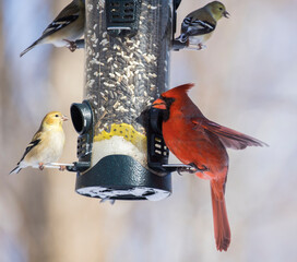Backyard birds at feeder in winter, Northern Cardinal , American goldfinch and black-capped...