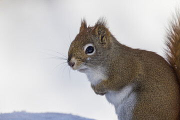  American red squirrel (Tamiasciurus hudsonicus) in winter