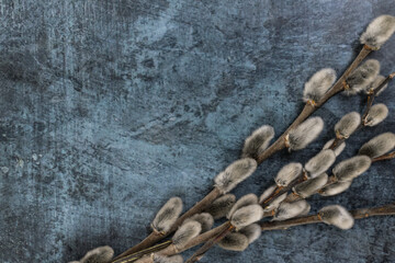 Easter background. Willow branches on a dark background on the right.