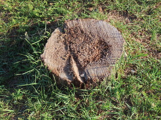 Small trunk in the grass