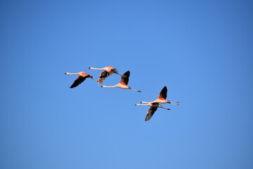 Phoenicopterus chilensis