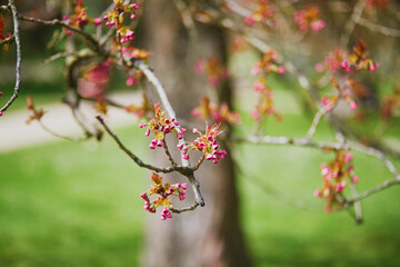 Pink cherry blossom tree starting to bloom on a spring day