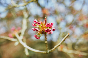 Pink cherry blossom tree starting to bloom on a spring day