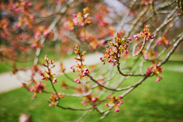 Pink cherry blossom tree starting to bloom on a spring day
