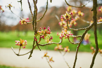 Pink cherry blossom tree starting to bloom on a spring day