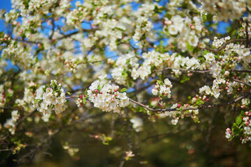 white apprle tree in full bloom on a spring day